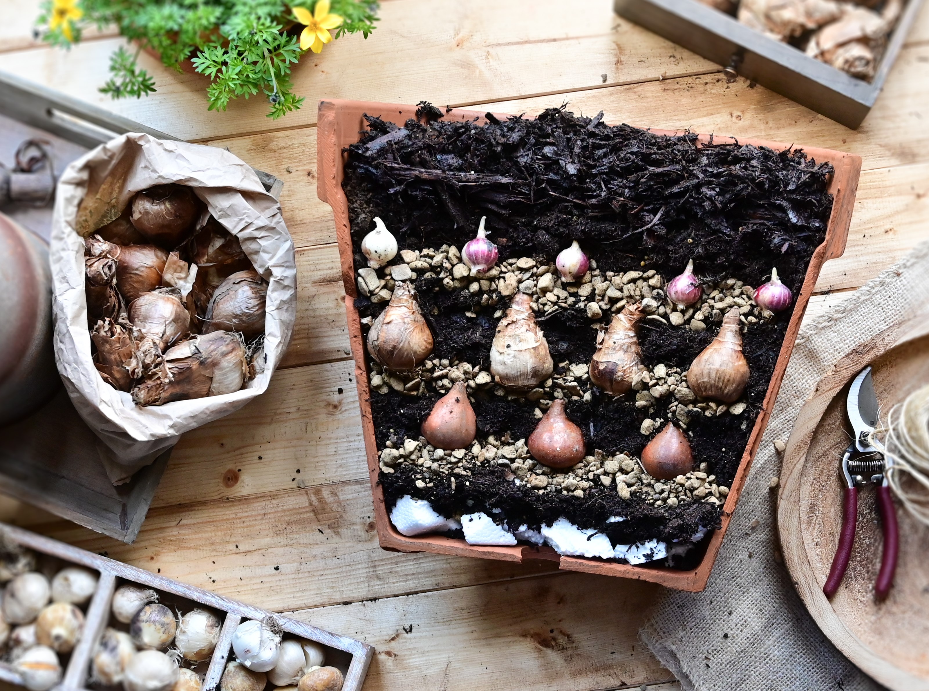 Planting Spring Bulbs in Pots & Containers Love The Garden